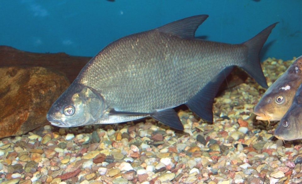 A deep-bodied common bream swimming in an aquarium.