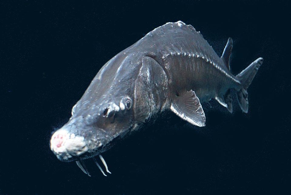 An Atlantic sturgeon swimming towards the camera, with barbels below its snout.