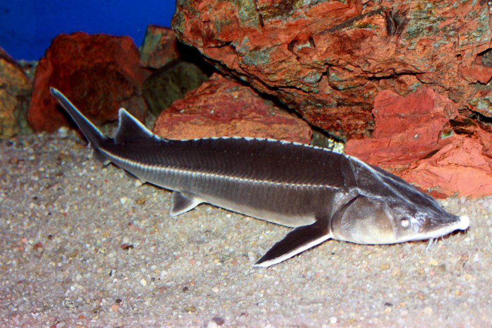 A sterlet in an aquarium, with a long pointed snout and rows of pale scutes.
