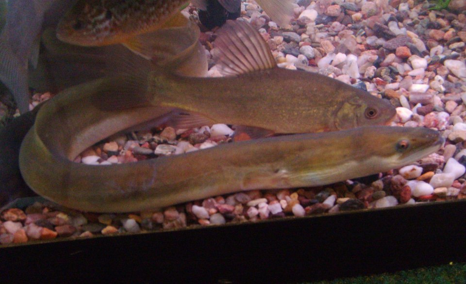 A European eel curved across the foreground of an aquarium.