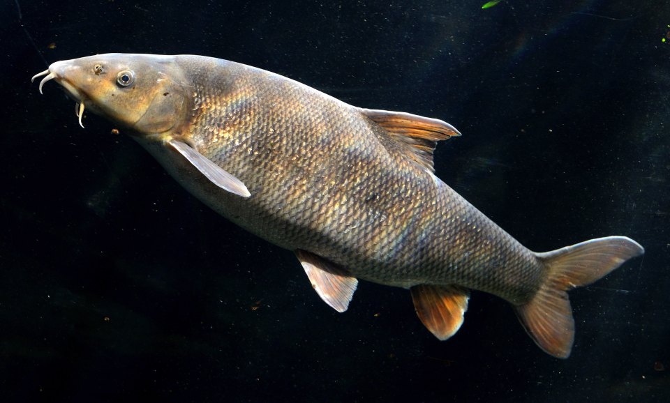 A barbel in an aquarium, with barbels visible beside its mouth.