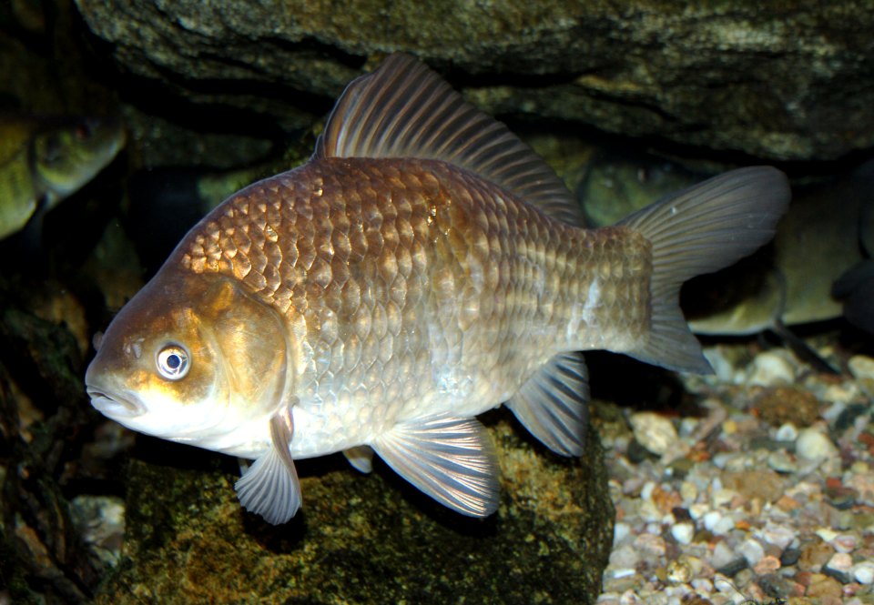 A bronze-coloured crucian carp swimming in an aquarium.