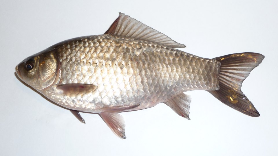 A silver Prussian carp in side view against a pale background.
