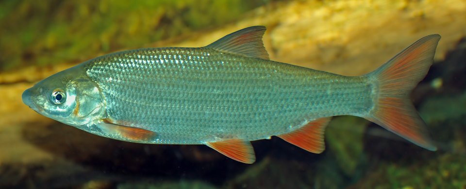 A nase swimming side-on with its projecting snout visible.