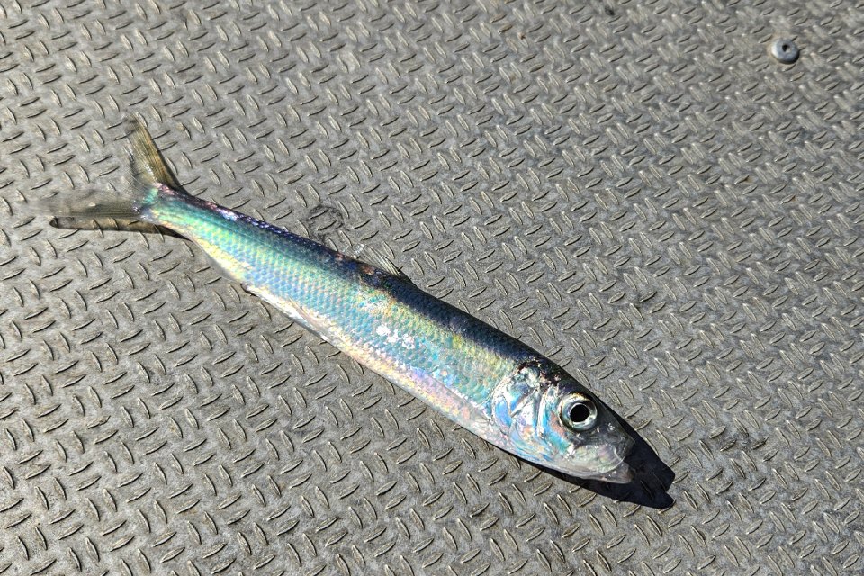 A silver Baltic herring lying side-on on a metal surface.