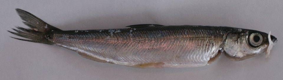 A vendace with a slender silver body and large eye.