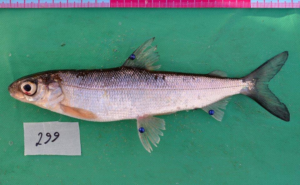 A silver whitefish specimen displayed side-on on a green board beside a ruler.