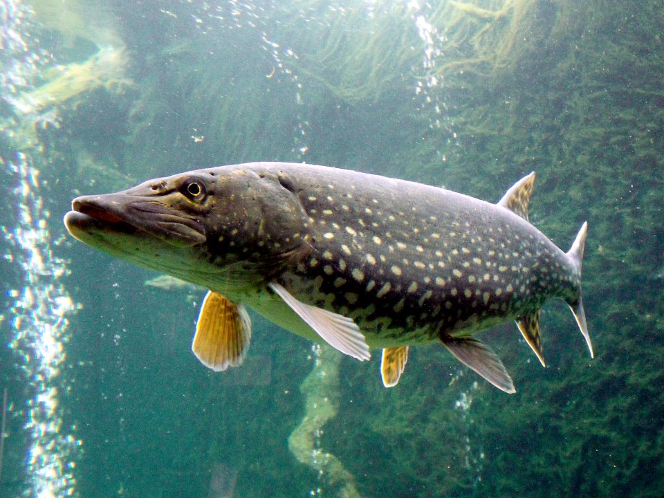 A northern pike in an aquarium, showing its long snout and pale body markings.