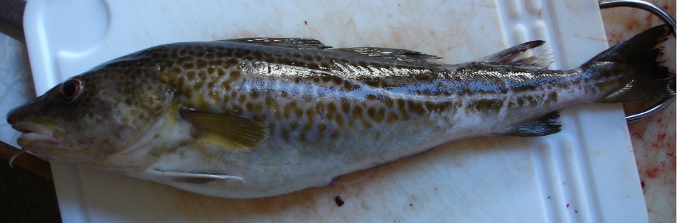 An Atlantic cod in side view on a tray.