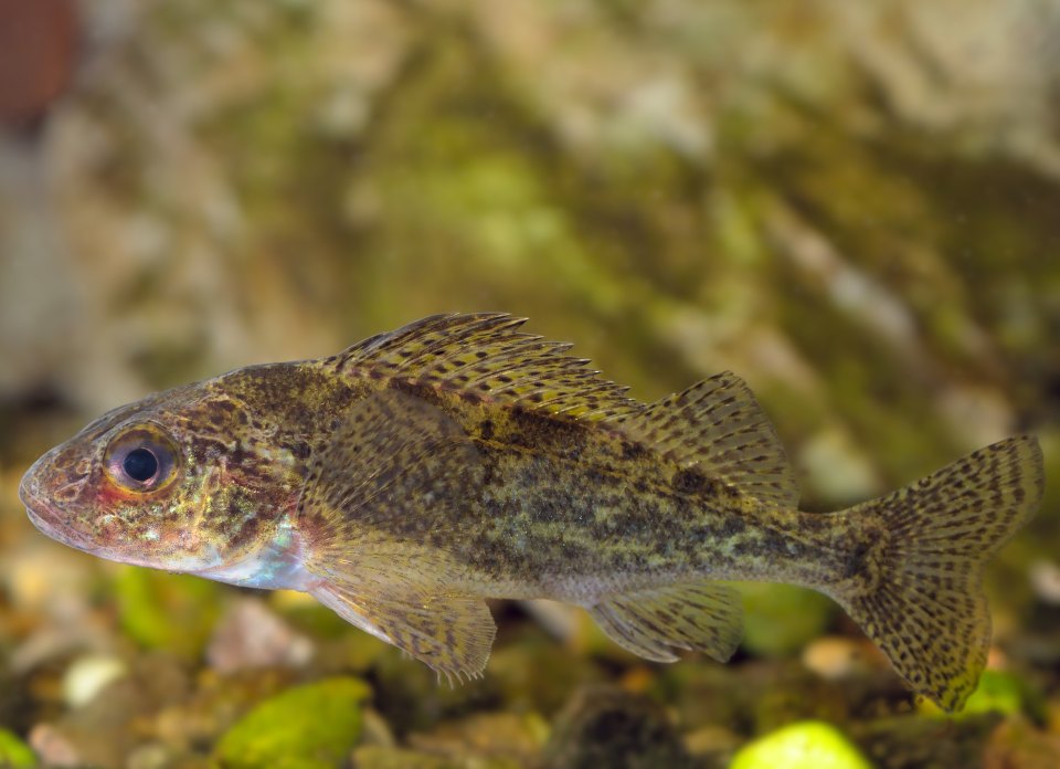 A ruffe in side view, showing mottled markings and an erect dorsal fin.