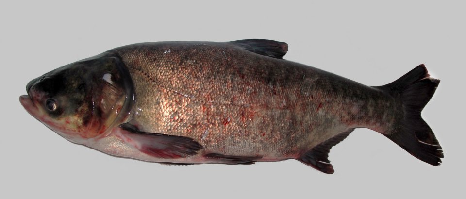 A bighead carp on a white background, with a mottled body and a low-set eye.