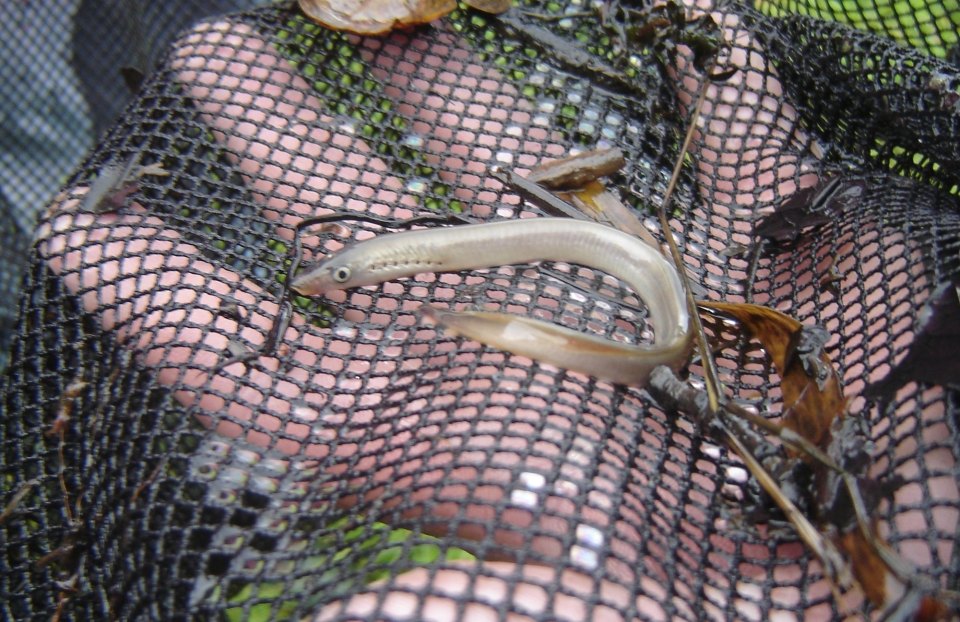 A pale river lamprey curled in a hand-held net.