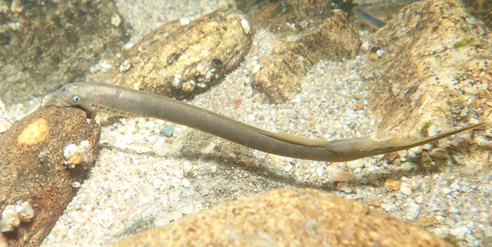 A slender brook lamprey attached to a stone underwater.