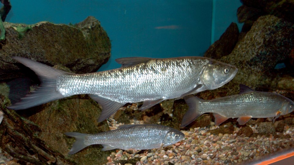 A large silver asp swimming in front of smaller aquarium fish.
