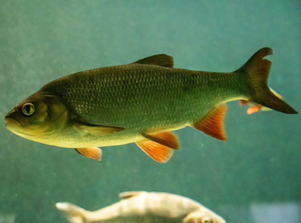 An ide swimming side-on, with orange-red lower fins.