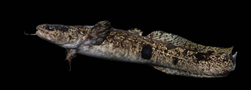 A burbot against a dark background, showing its mottled body and chin barbel.