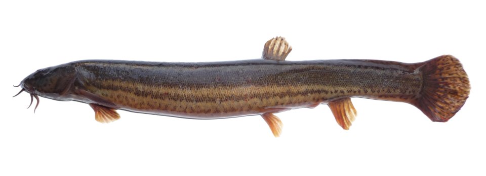 A long European weatherfish shown from the side, with mouth barbels visible.