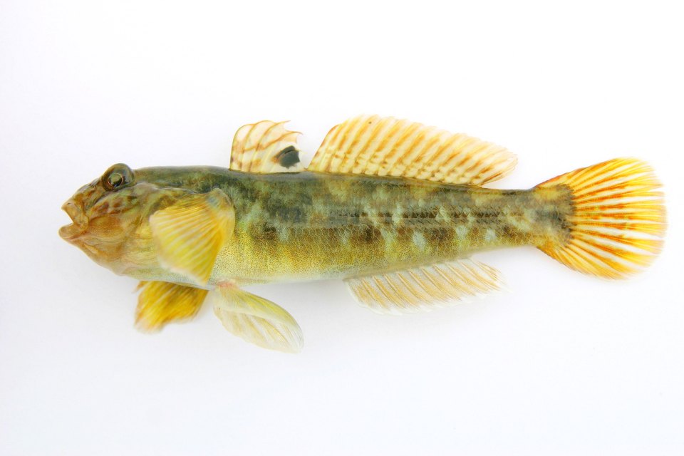 A round goby in side view, with a black spot visible on its first dorsal fin.