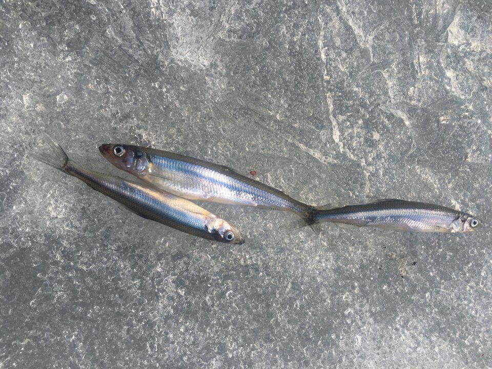 Three European smelt lying on ice.