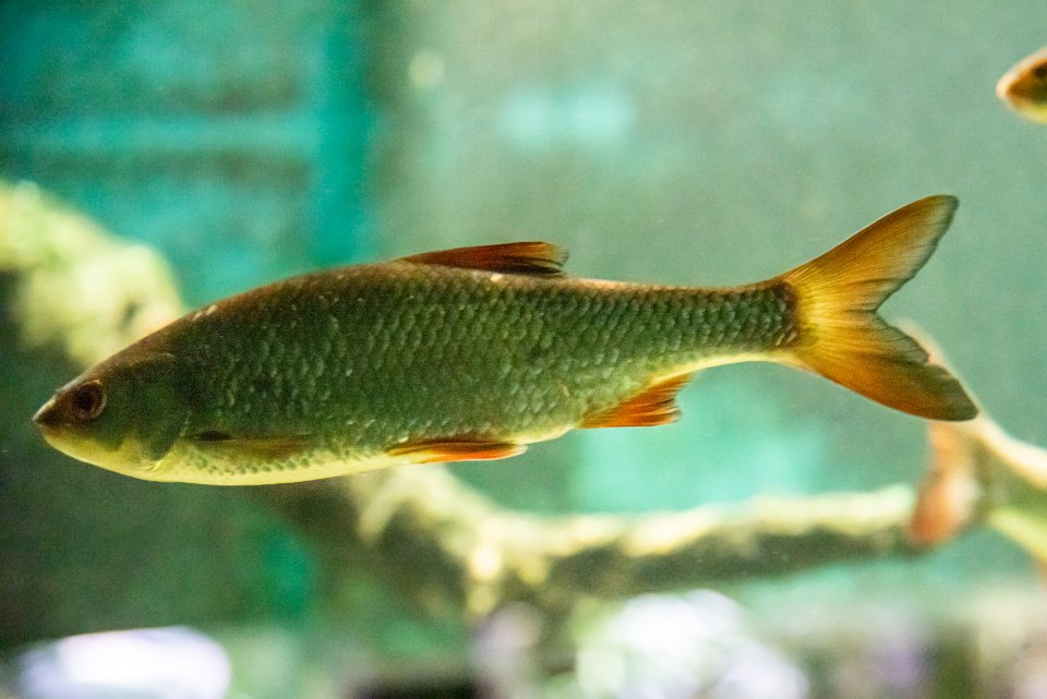 A roach swimming side-on, showing silver scales and orange fins.