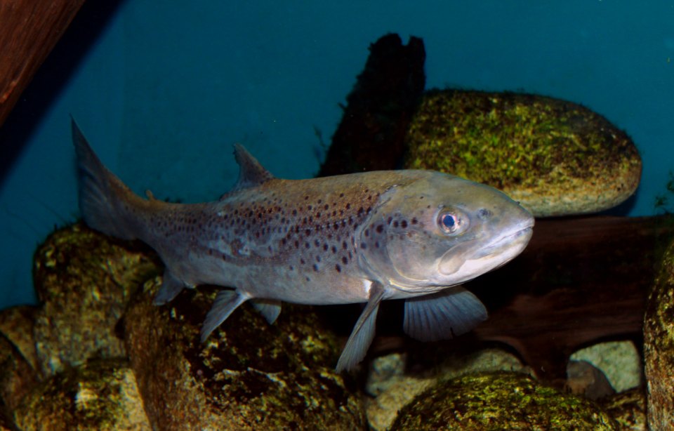A spotted brown trout swimming towards the camera in an aquarium.