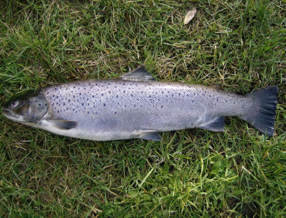 A silver sea trout lying on grass, with dark body spots and its tail visible.
