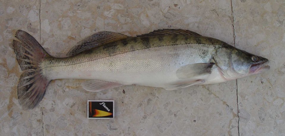 A zander shown from the side, with its dorsal fins and forked tail visible.