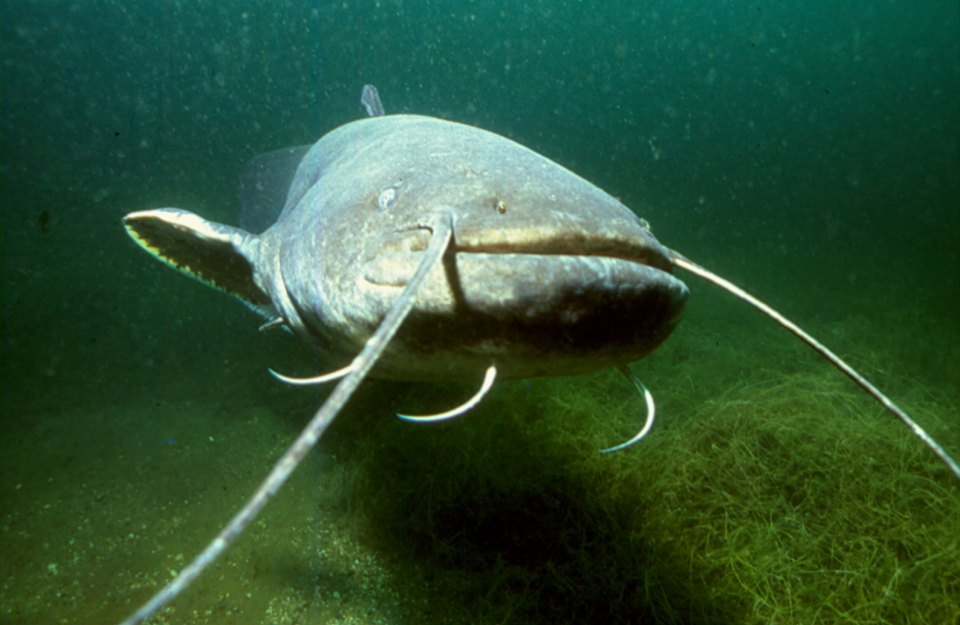 A wels catfish facing the camera, with long barbels around its mouth.