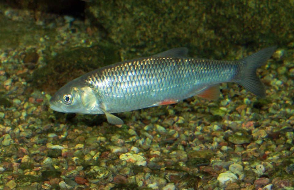 A chub swimming side-on, showing large scales and reddish lower fins.