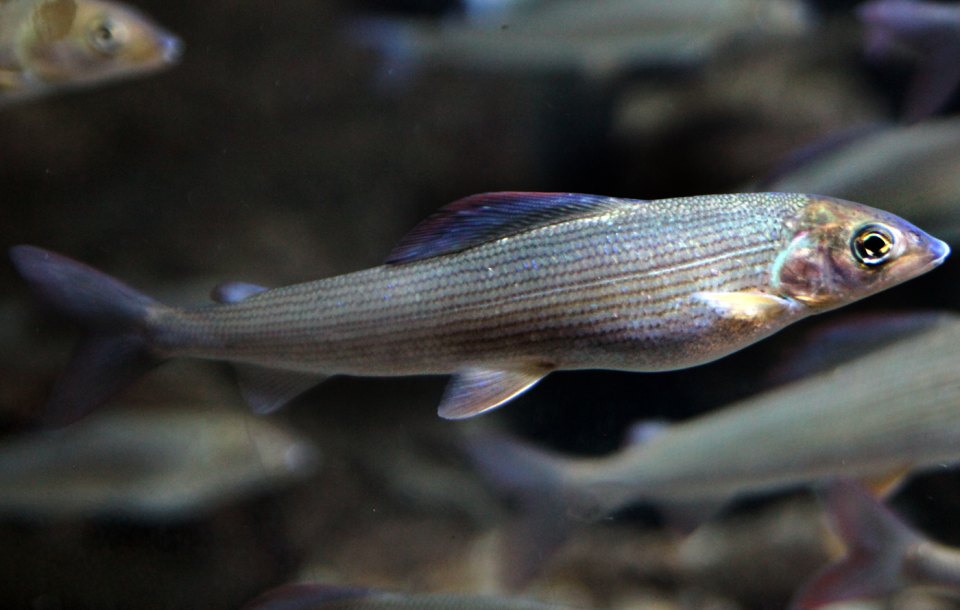 A European grayling swimming side-on in an aquarium.