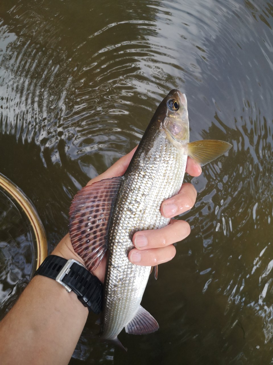 A grayling held above water with its tall, spotted dorsal fin spread open.