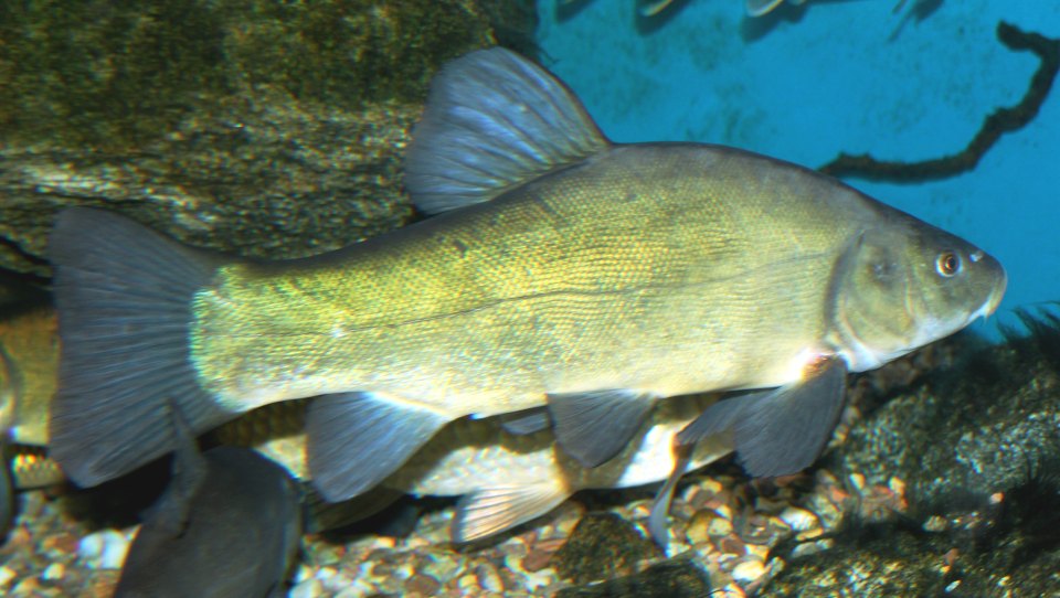 A tench swimming side-on in an aquarium.