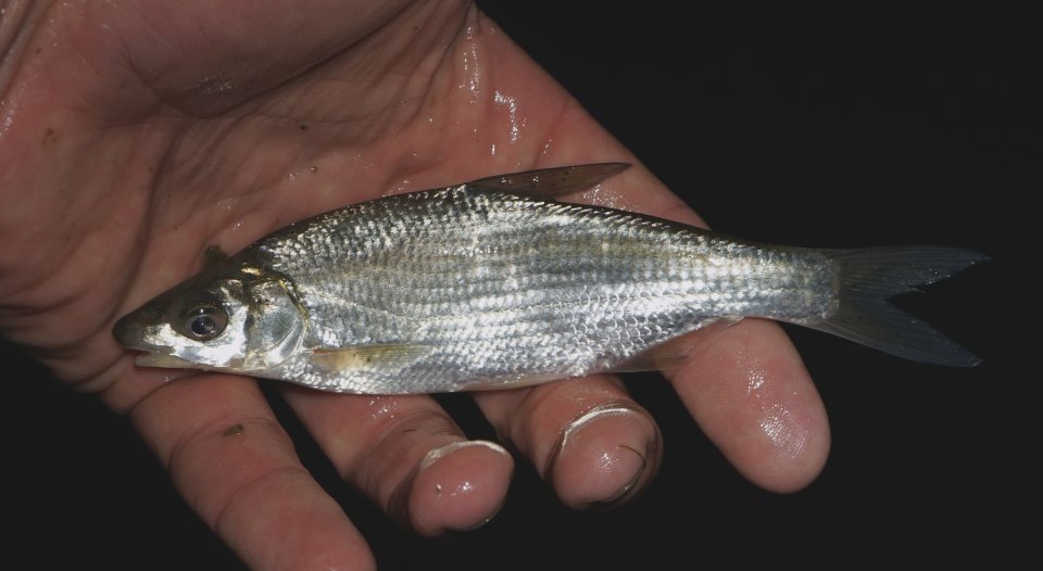 A small silver vimba held side-on, with its long anal fin visible.